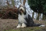 BEARDED COLLIE 453
